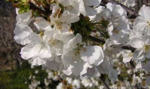Foto-Cerezos-En-Flor-Almazara-de-San-Pedro