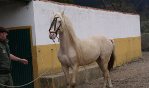 Paseos a caballo en Extremadura