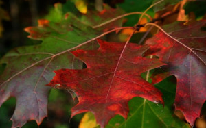 OTOÑO VIAJAR