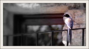 pajaros extremadura