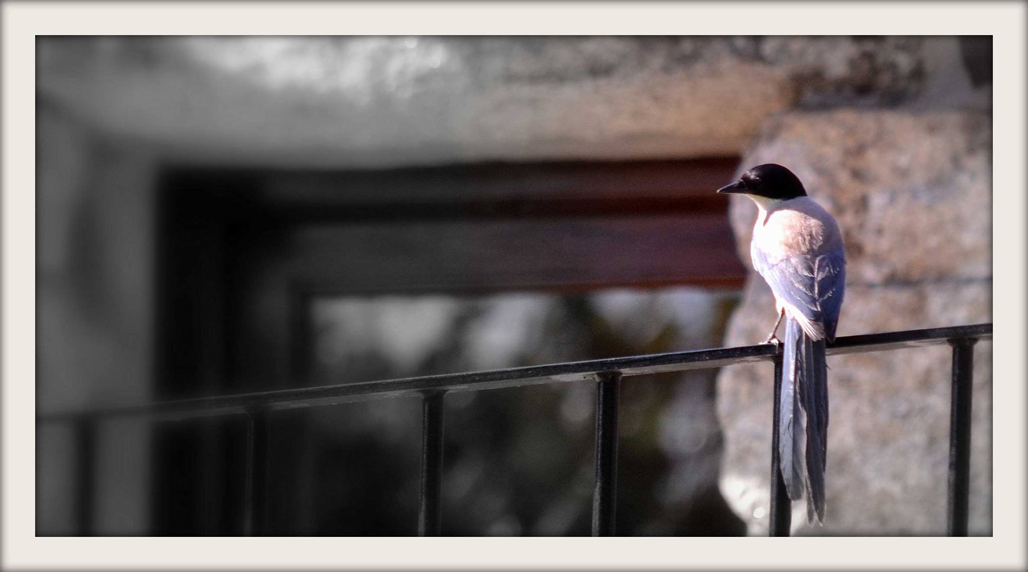 Pájaros Almazara de San Pedro | Blog Almazara de San pedro