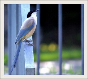 Fotografiar aves extremadura