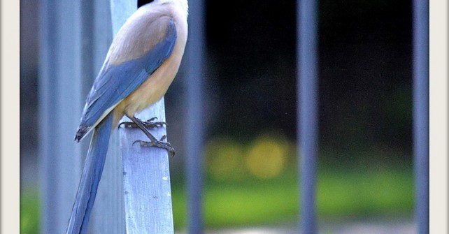 Observar pájaros | Blog Almazara de San Pedro